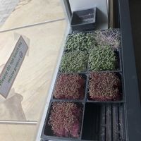 Micro greens super fresh! at Living Kitchen in Raleigh
