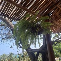   at Mango y Chile in Bacalar