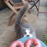 Donuts at Mighty-O Donuts - Ballard in Seattle