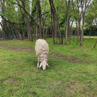  at Ippoasi Animal Sanctuary in San Piero A Grado
