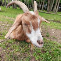  at Ippoasi Animal Sanctuary in San Piero A Grado