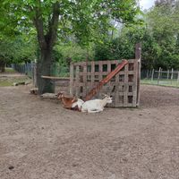  at Ippoasi Animal Sanctuary in San Piero A Grado