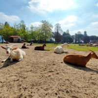  at Ippoasi Animal Sanctuary in San Piero A Grado