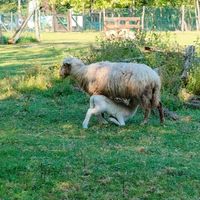  at Ippoasi Animal Sanctuary in San Piero A Grado