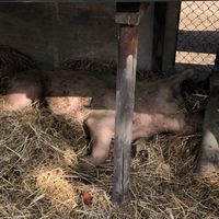Tara, their oldest pig, way over 20 years old   at Ippoasi Animal Sanctuary in San Piero A Grado
