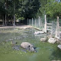 😍  at Ippoasi Animal Sanctuary in San Piero A Grado