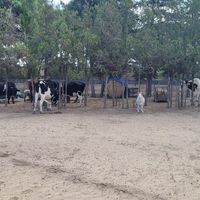 ♥️  at Ippoasi Animal Sanctuary in San Piero A Grado