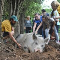 Gorgo likes a good belly rub. at Ippoasi Animal Sanctuary in San Piero A Grado