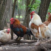 The chicken coop at Ippoasi Animal Sanctuary in San Piero A Grado