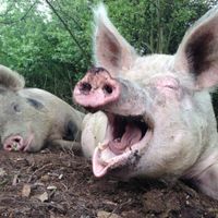 Gorgo and Peppa at Ippoasi Animal Sanctuary in San Piero A Grado