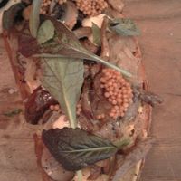 sandwich with myshrooms, sauerkraut and vegan cashewcream (instead of mayo) at BROEI in Utrecht