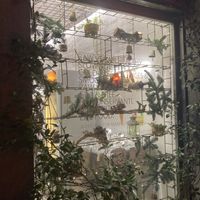 Window to raw  at #RAW VEGAN FIRENZE in Florence