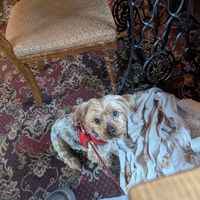  at The Golden Heart Inn in Gloucester