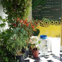 terrace  at Restaurante Cultura VEG in Sao Paulo