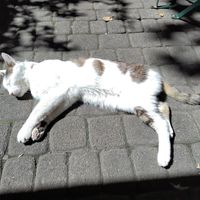 Freundliche Katze auf der Terrasse des Hokuspokus at Hokuspokus in Innsbruck