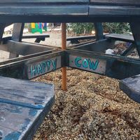 #Veganuary at Gina's Cafe in St Michaels