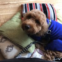 Chester loved Crazy Bean Cafe at Crazy Bean Cafe in Great Bookham