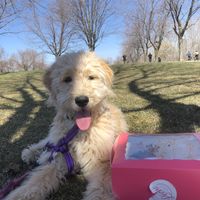 Puppy cause who doesn’t like an unexpected dog pic :-) at Leche Desserts in Montreal