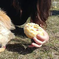 I am so sorry that this is the only picture I have of the donuts 😂😭 at Leche Desserts in Montreal
