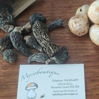  at Mycoboutique in Montreal