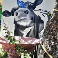 Happy cow indeed at Marcial by Mako in Cabo San Lucas