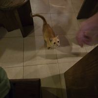 stray cat visited us during 2 of our 3 visits at Happy Banana in 