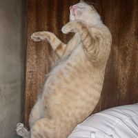 Their cat :)) at Vibe Cafe in Siem Reap