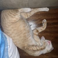 Their cat :)) 1. at Vibe Cafe in Siem Reap