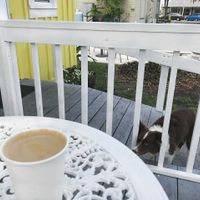 lavendar latte and one precious pup at Bunkhouse Coffee Bar in Jensen Beach