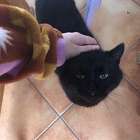 Friendly cat😄 at Picerija Hitri in Medvode