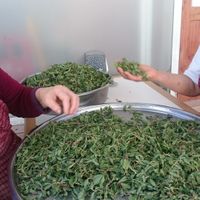 Madımak natural vegetables at Meryem Ana Manti ve Gozleme Evi in Marmaris