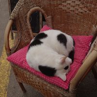 Ein steter Gast, der das Ambiente mit euch genießt. at Verdeteja in Mallorca