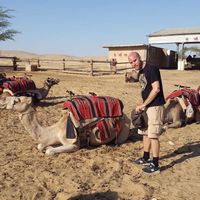 Checking out the camels in the evening. at Negev Camel Ranch in Dimona