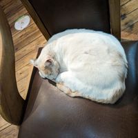 Sweet gatito at El Maple in Quito