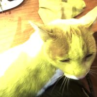  at El Maple in Quito