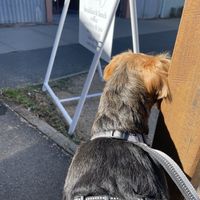 Doggo reading the Sweet Meadow sign  at The Sweet Meadow in Echuca