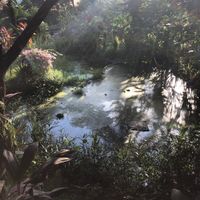 Garden at Veggie Karma in Ubud