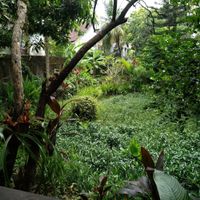 View from the back of the cafe. Cool fresh air in contrast to the front (noisy motorbikes and fumes) at Veggie Karma in Ubud