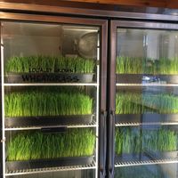 They have a lot of wheat grass! at Juice Generation - 8th Ave in New York City