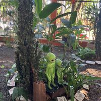 Garden vibes    at Cantina da Bea in Foz Do Iguacu