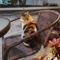 Gatinho at Arvore do Mundo in Porto