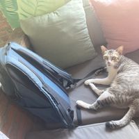   at The Banyan Tree in 