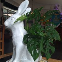 Conejito)) at Paraíso Vegano in Mexico City