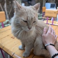 cafe kitty 2 at Osana Wholefood Restaurant in Cairo