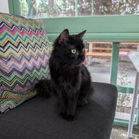 cafe kitty at Osana Wholefood Restaurant in Cairo