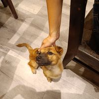 Cute dog at Zen in Ho Chi Minh City