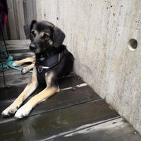 Dog on terras ok at Nordvegan in Oslo