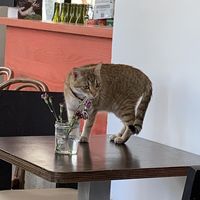 Pretty kitty made itself at home  at Le Faitout Vegan in Paris