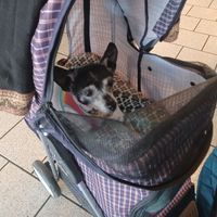 Adele approves! #Veganuary at Tumerico in Tucson