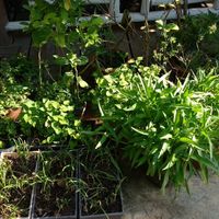Garden herbs and leafy greens at The Link Food Farmacy in Pai